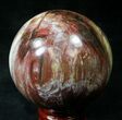 Colorful Petrified Wood Sphere #20613-1